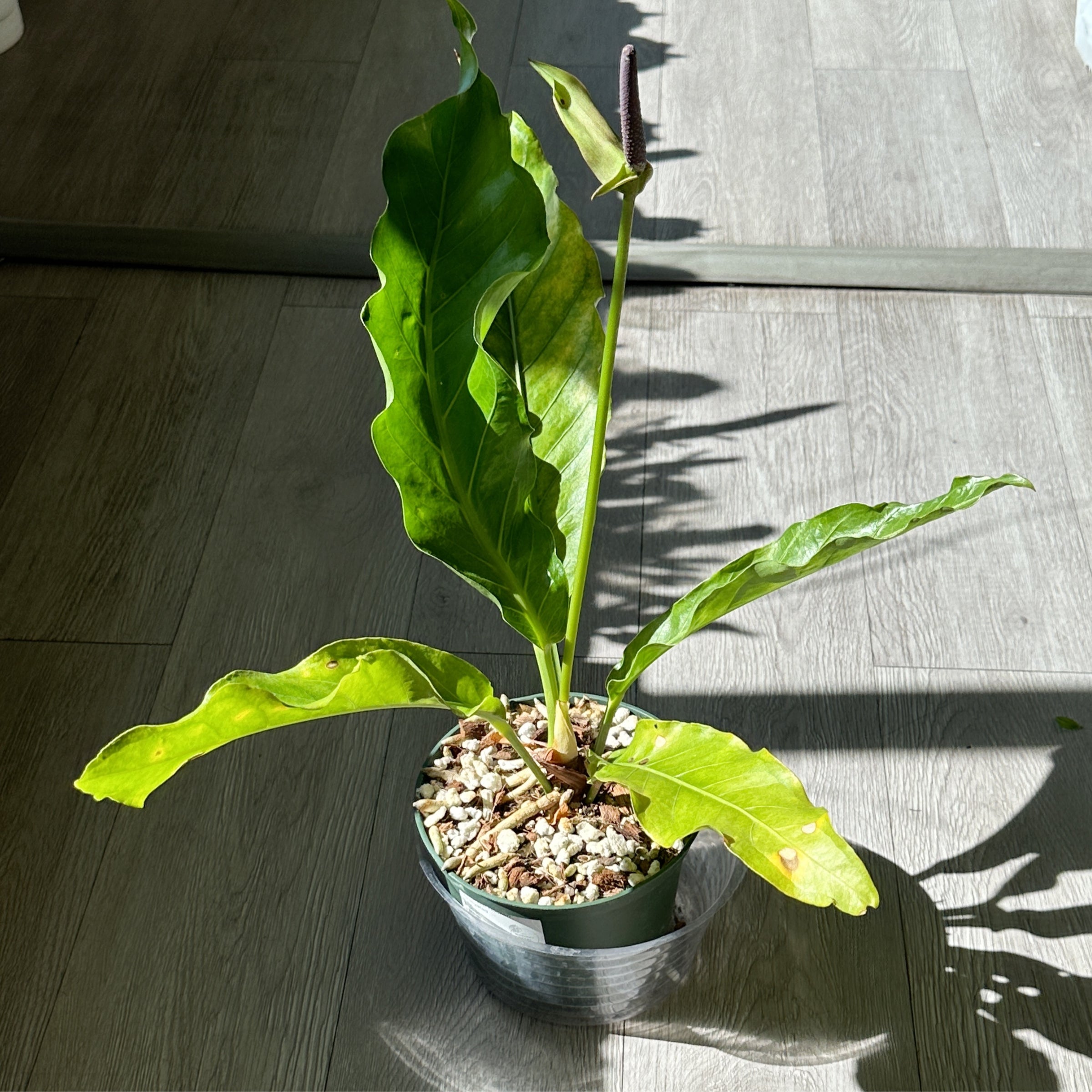 Anthurium 'King of Spades' x Anthurium 'Ace Of Spades