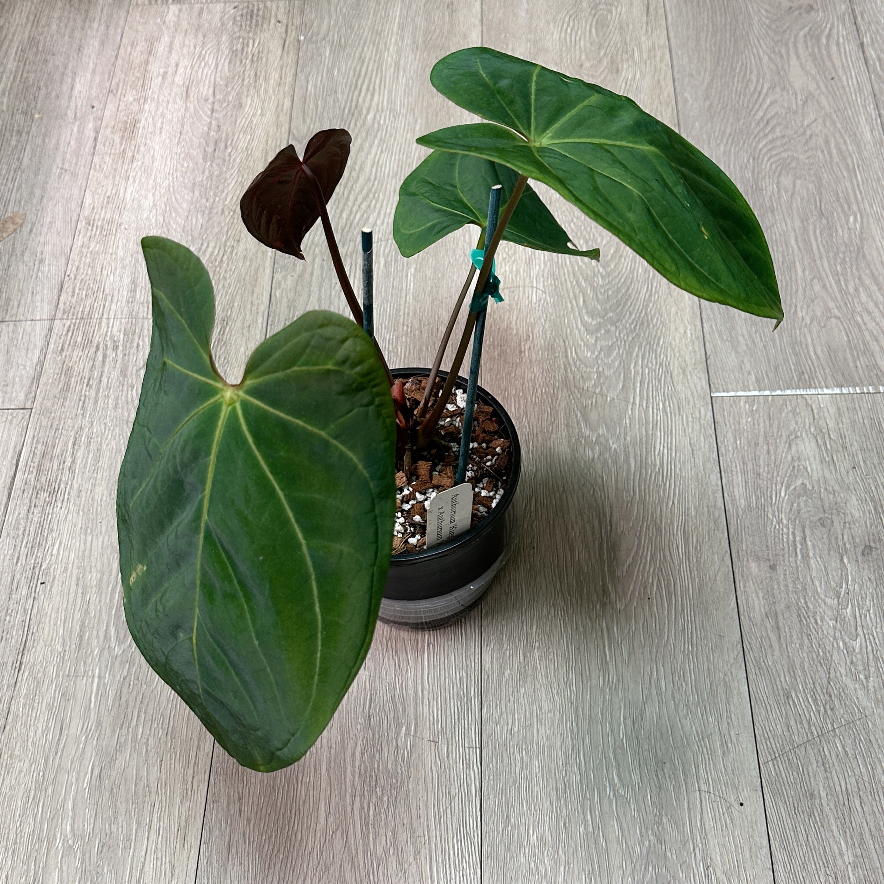 Anthurium 'King of Spades' x 'Doc Block F2' – Steve's Leaves