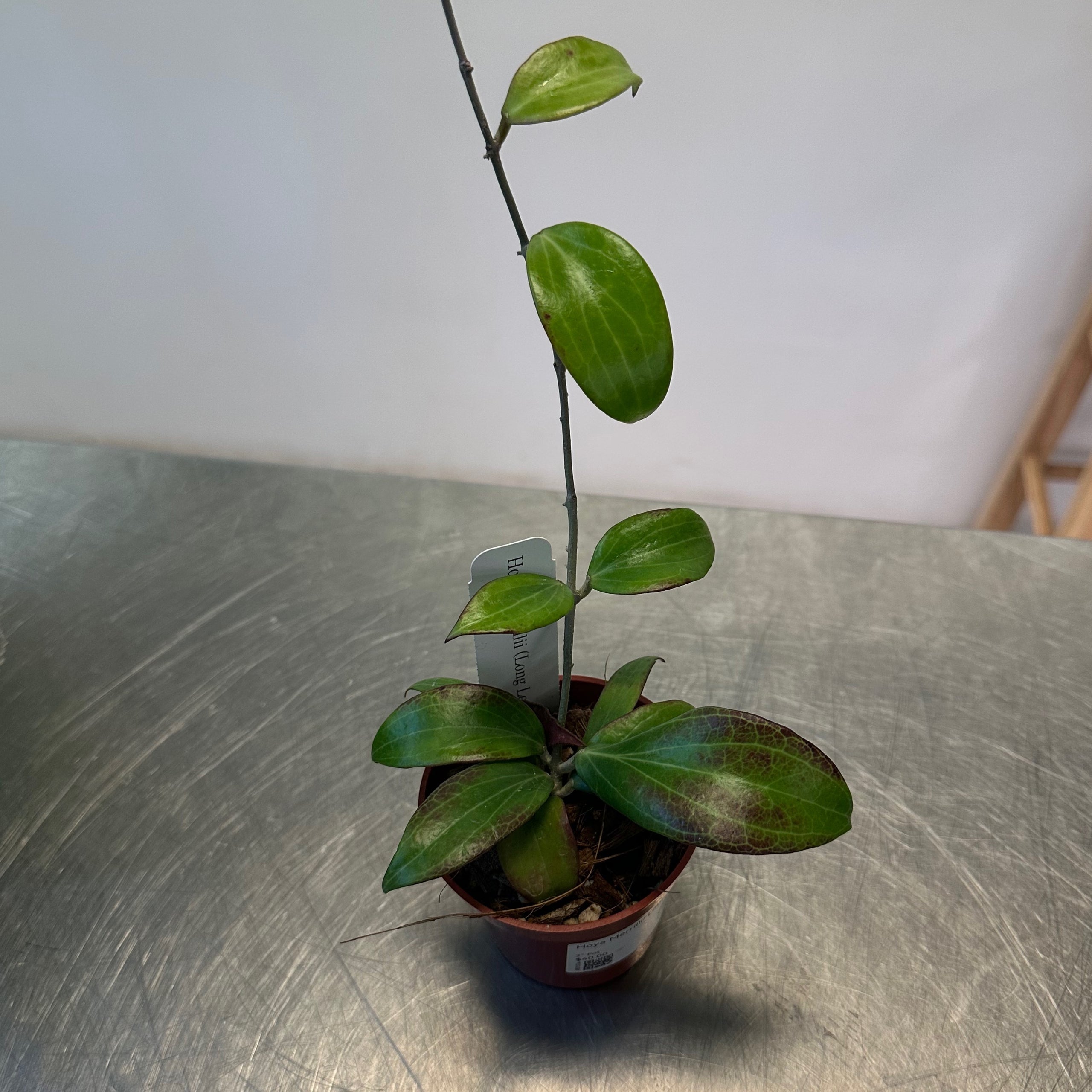 Hoya Merrillii (Long Leaves) Available at The Bronze Petal | The Bronze ...